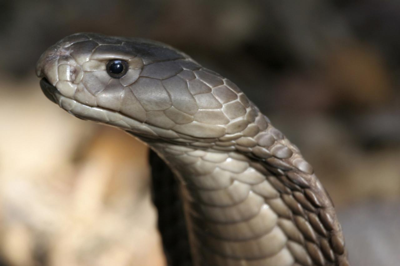 \'A Naja Ashei, a newly discovered giant spitting cobra measuring nearly nine feet and carrying enough venom to kill at least 15 people, is seen in this picture released by WildlifeDirect December 7, 