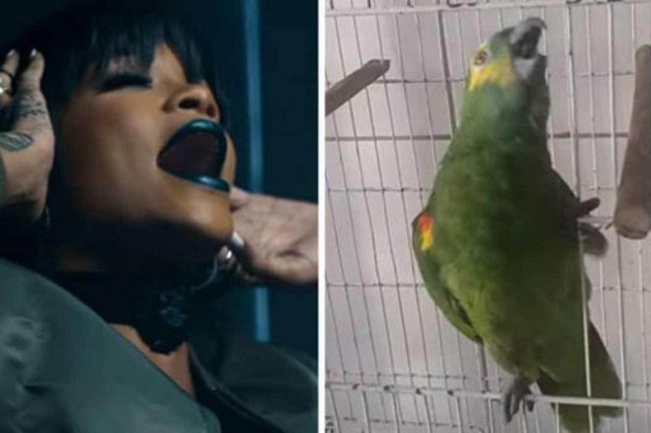 Ovaj papagaj pjeva kao Rihanna