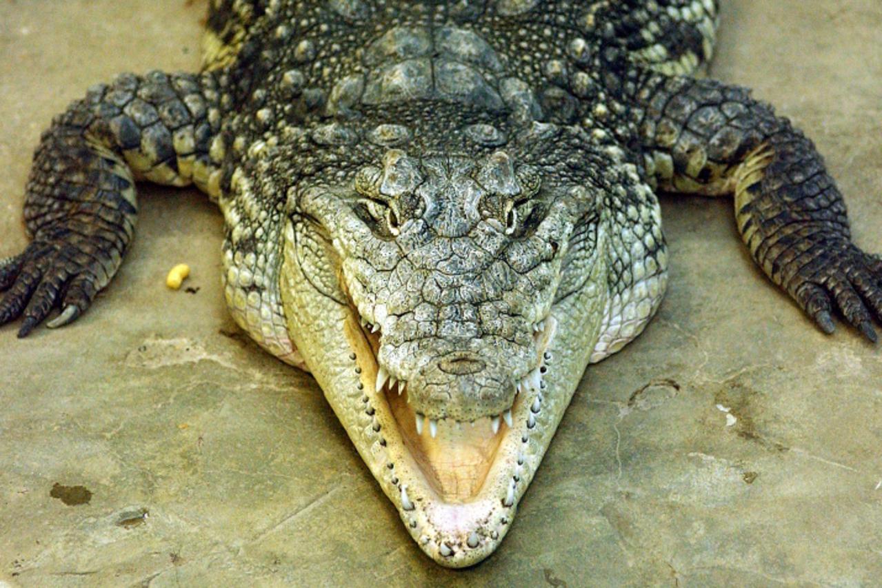 krokodil