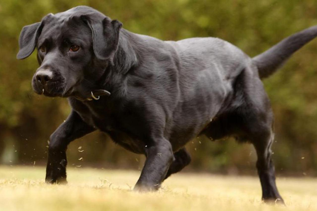 labrador