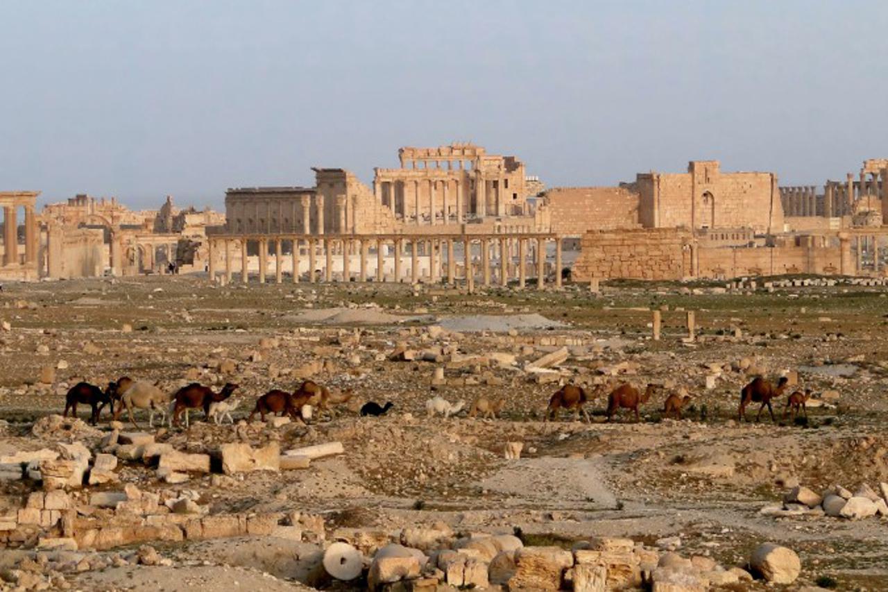 palmira