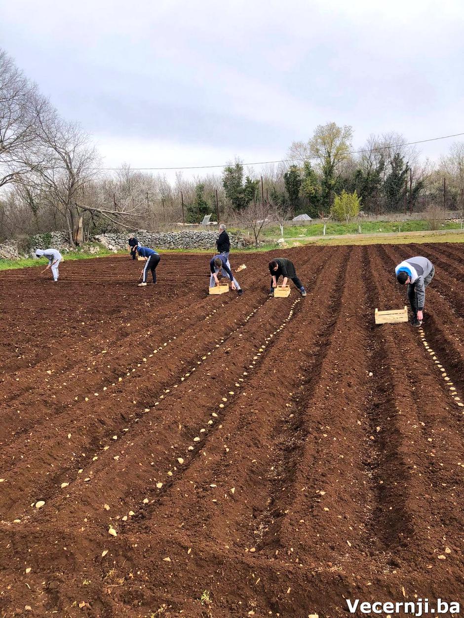 sadnja krumpira dompes