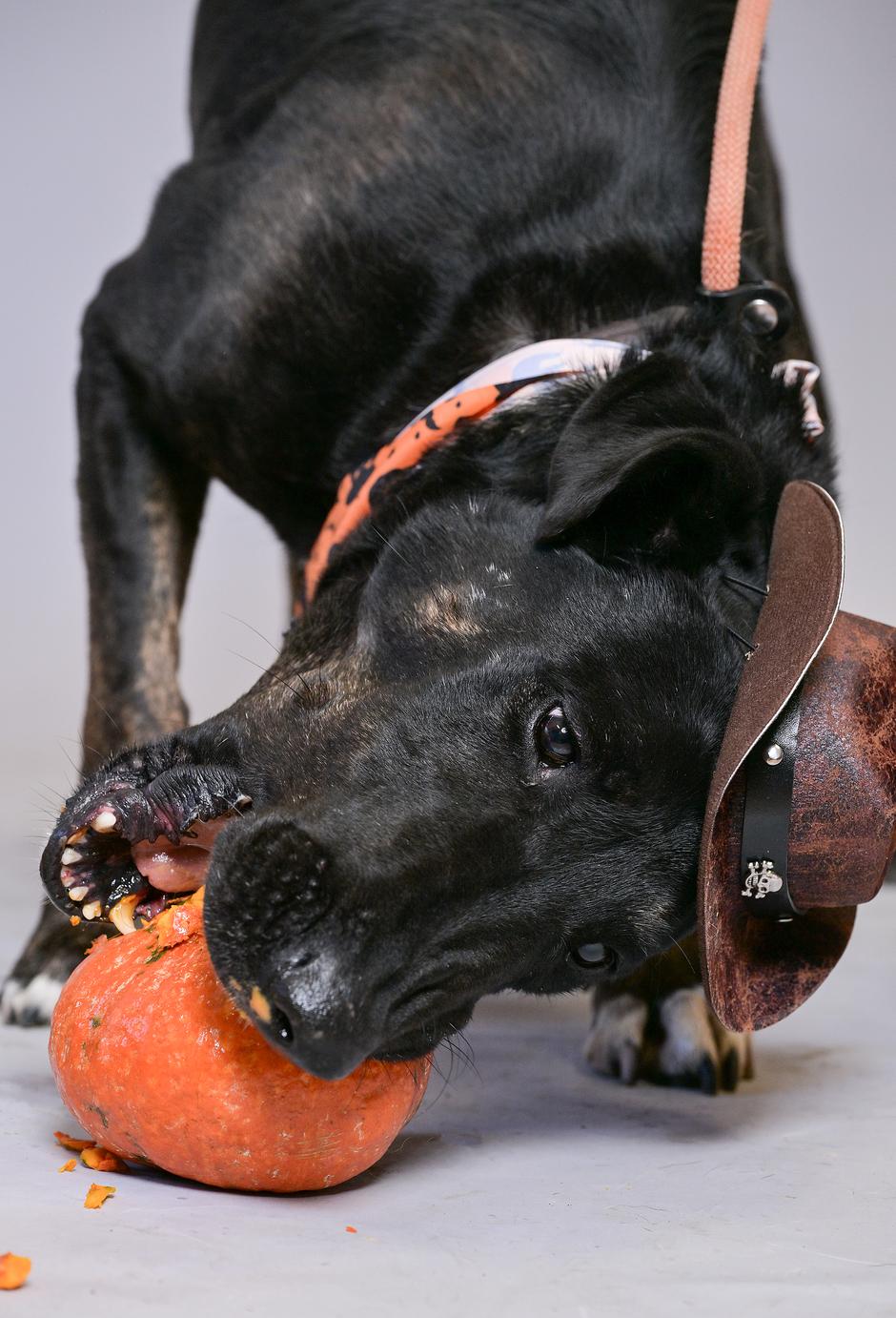 sklonište psi i mačke