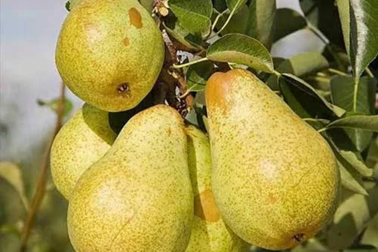 Kruške