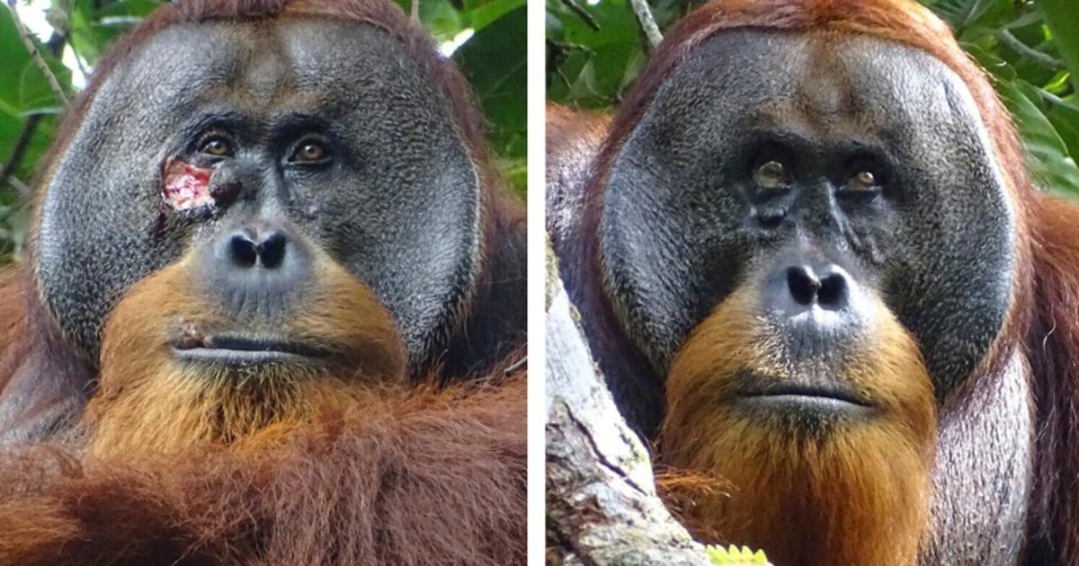 Orangutan liječio ranu ljekovitim biljem