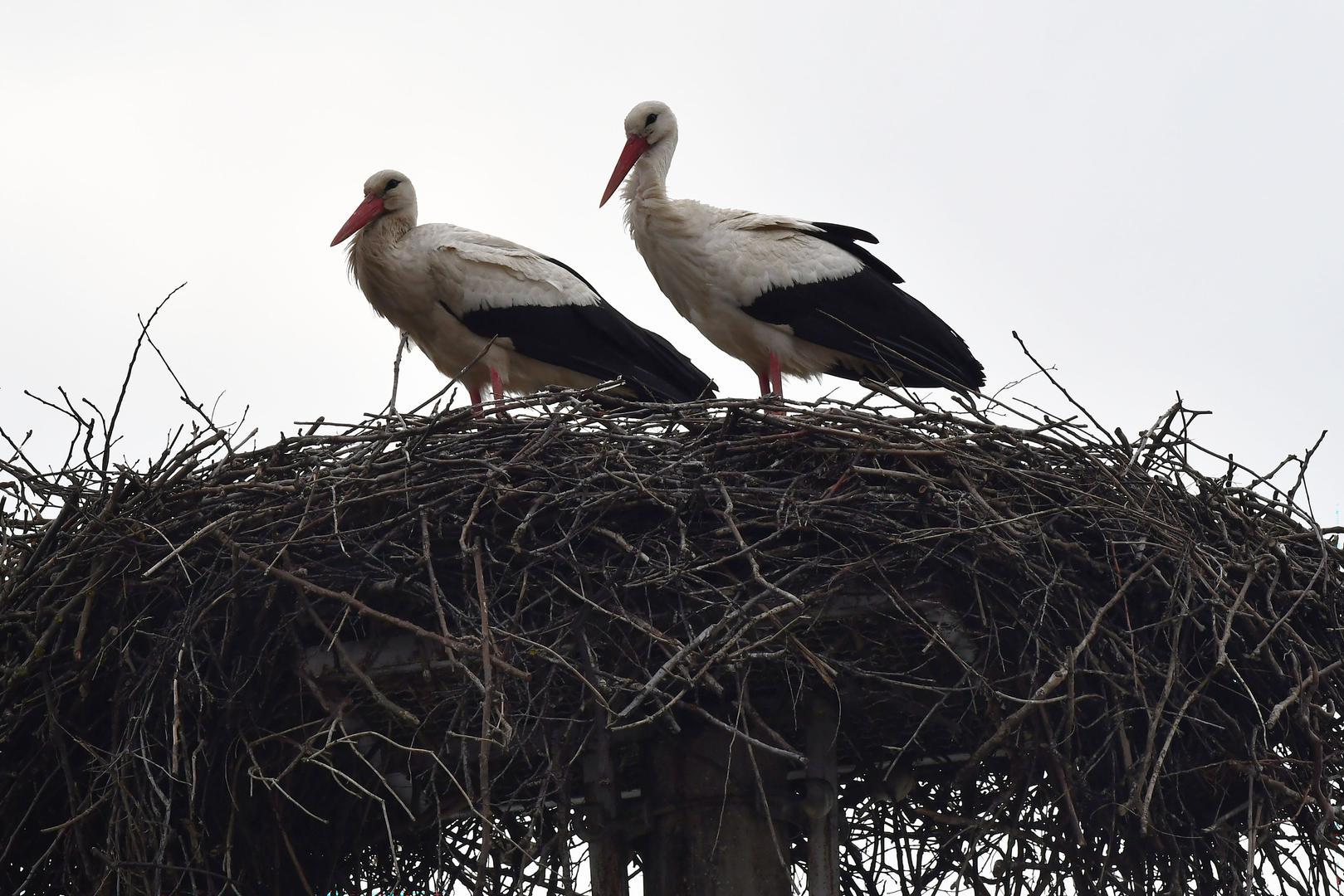 Ovog puta Klepetan se vratio točno na Josipovo, 19. ožujka, a s njim je iz Afrike stigla i njegova nova družica "Snajka"