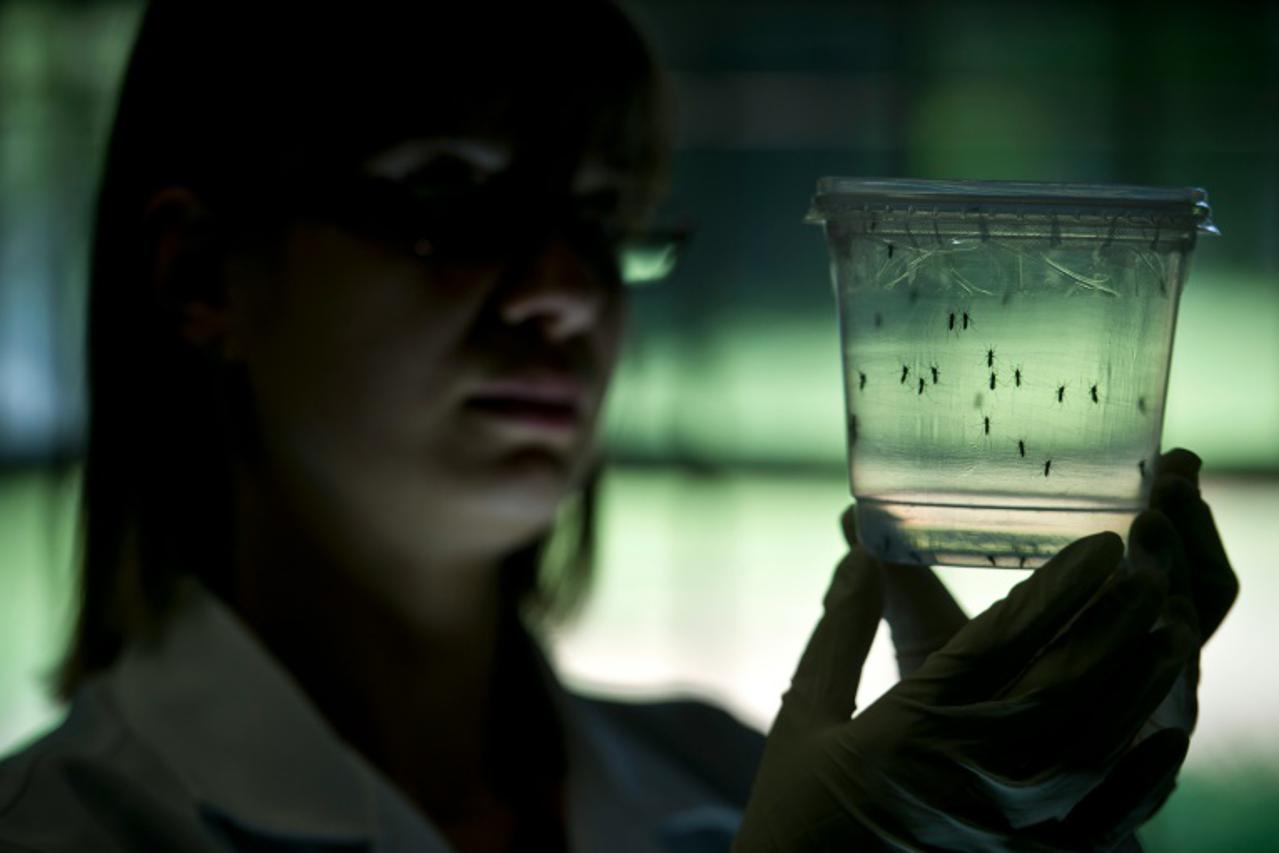 Zika virus