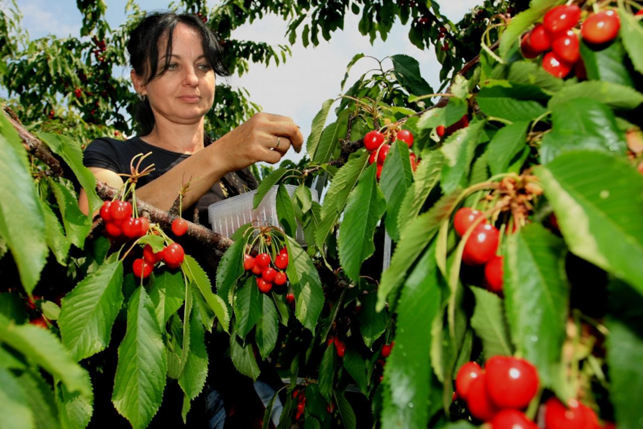 '25.05.2011,Knezevi Vinogradi,Berba tresanja na OPG-u Matic koji se bavi vocarstvom zadnjih sedam godina, Photo: Davor Javorovic/PIXSELL'