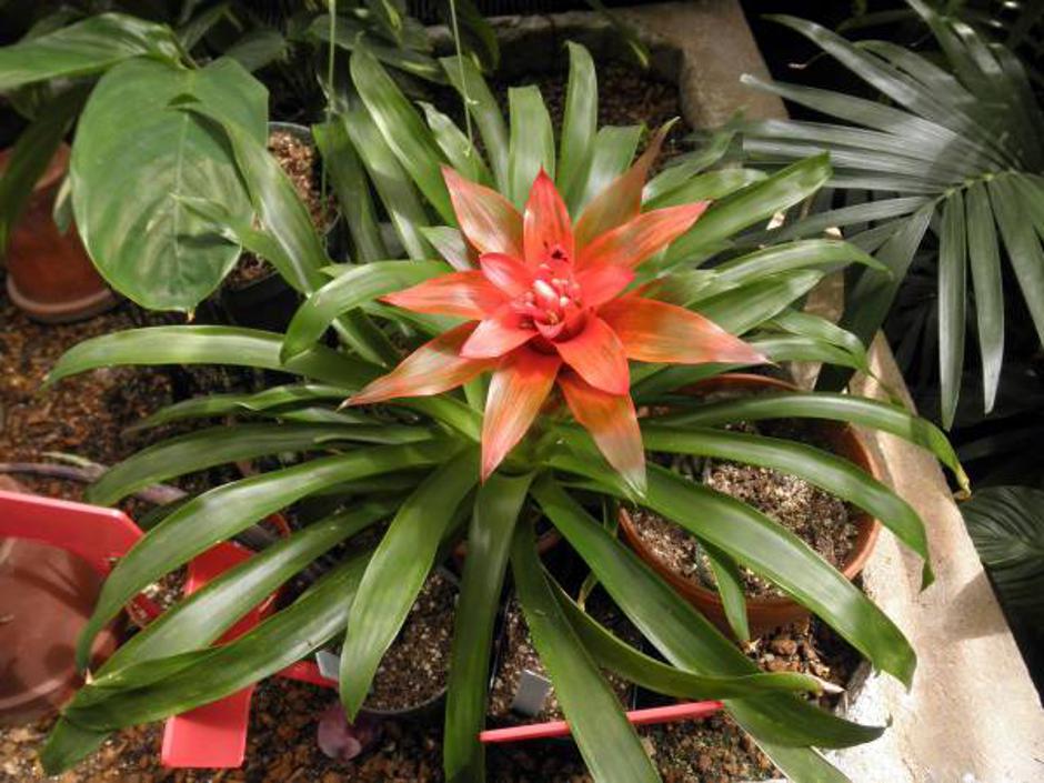 Bromelija