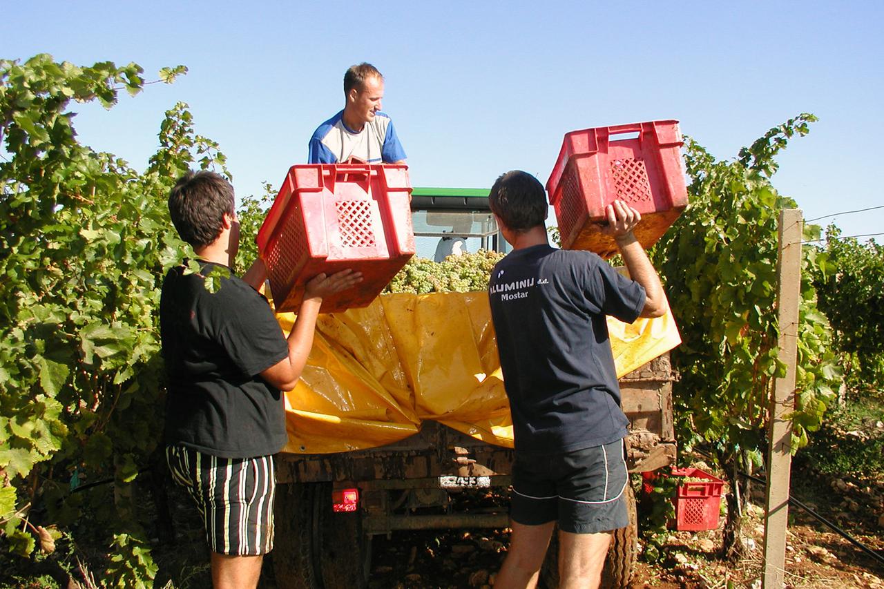 bih - 22. 09. 2010. - CITLUK, BiH Trganje Berba grozdja  na plantazi Kamenih vinograda u Blizancima  Photo: Mile Pavlovic/Vecernji list              