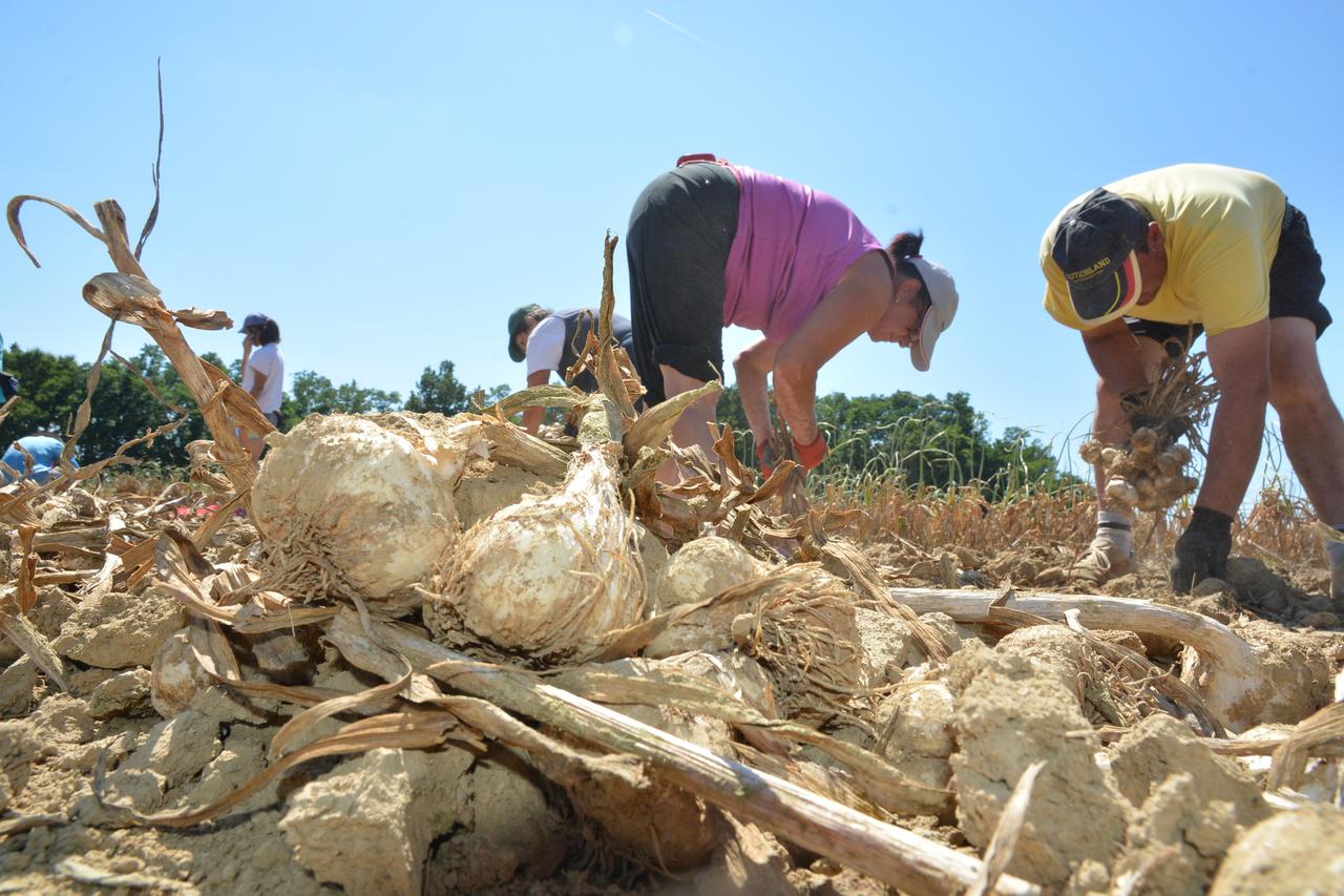 08.07.2016., Garesnica, Kaniska Iva - Na OPG-u Agro Puskaric iz Kaniske Ive, kao najvecem proizvodjacu bijelog luka, cesnjaka, cije se proizvodne povrsine prostiru na 30-tak hektara, u tijeku je vadjenje i rucno vezanje cesnjaka koje obavljaju brojni sezo