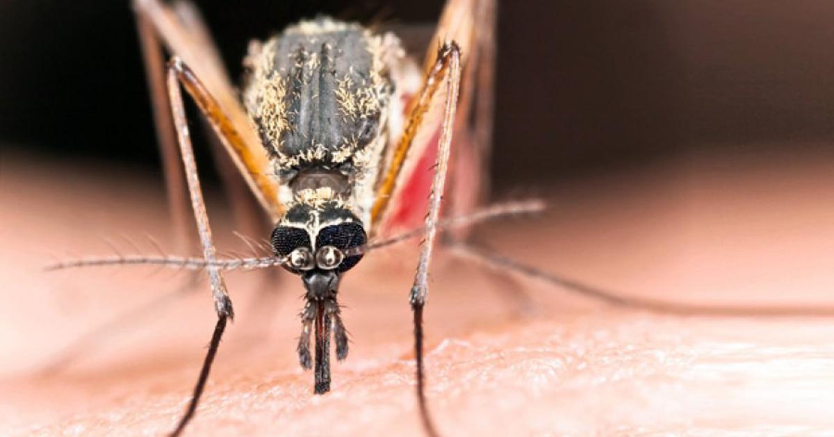 Poznati hrvatski infektolog objasnio kako znati da vas je komarac