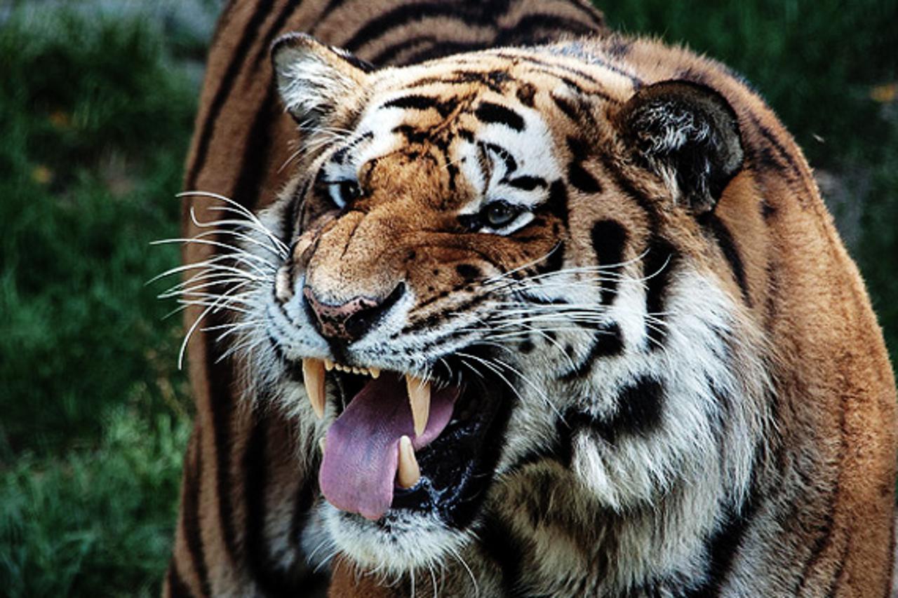 tigar