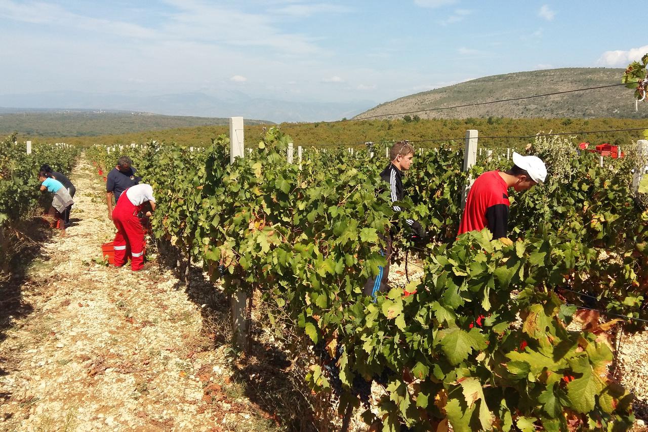 vinarijazadro_nnn_bih_28_10_2015