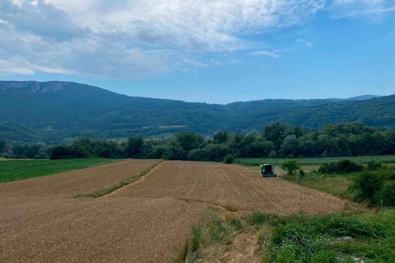 Žetva ječma