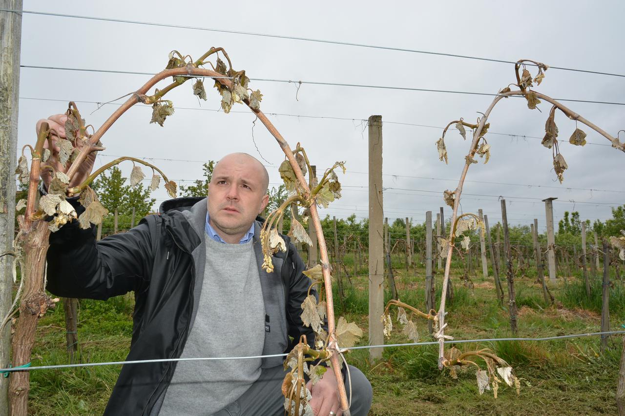 28.04.2016., Cazma, Gornji Draganac - Na podrucju Bjelovarsko-bilogorske zupanije bit ce proglasena elementarna nepogoda zbog milijunskih steta koje je prouzrocio mraz prije dva dana. Zamjenik bjelovarsko-bilogorskog zupana Neven Alic i procelnik Upravnog
