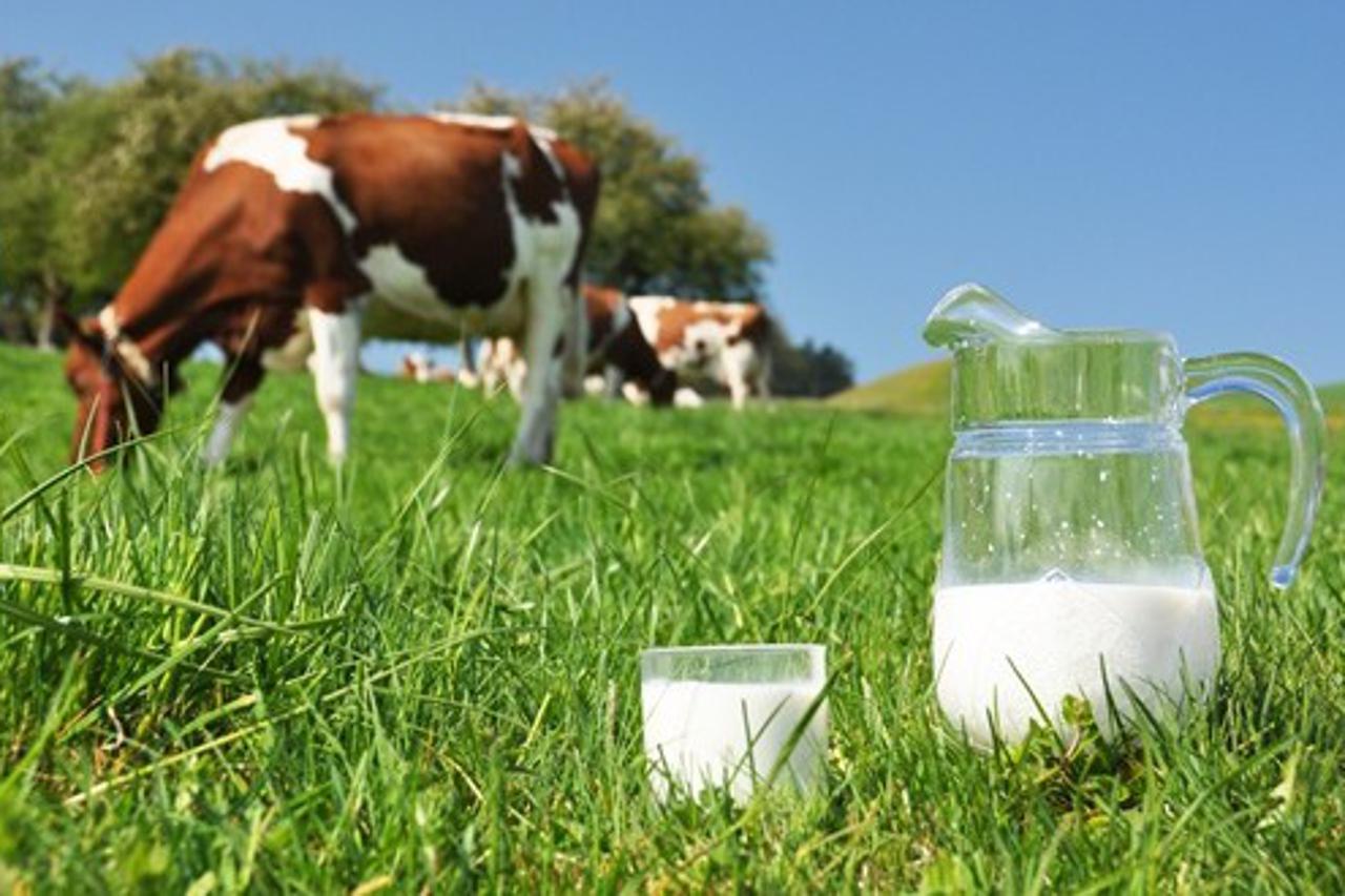 kravlje mlijeko
