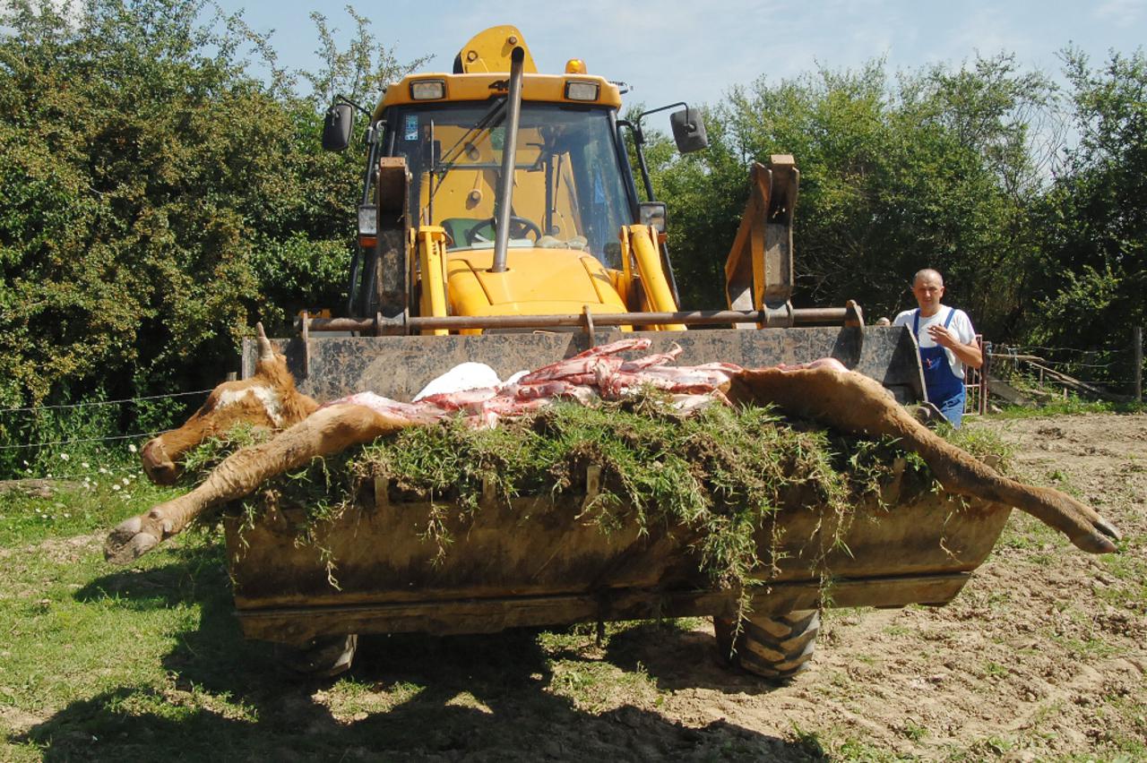 Uklanjanje lešina krava s pašnjaka u blizini Sunje
