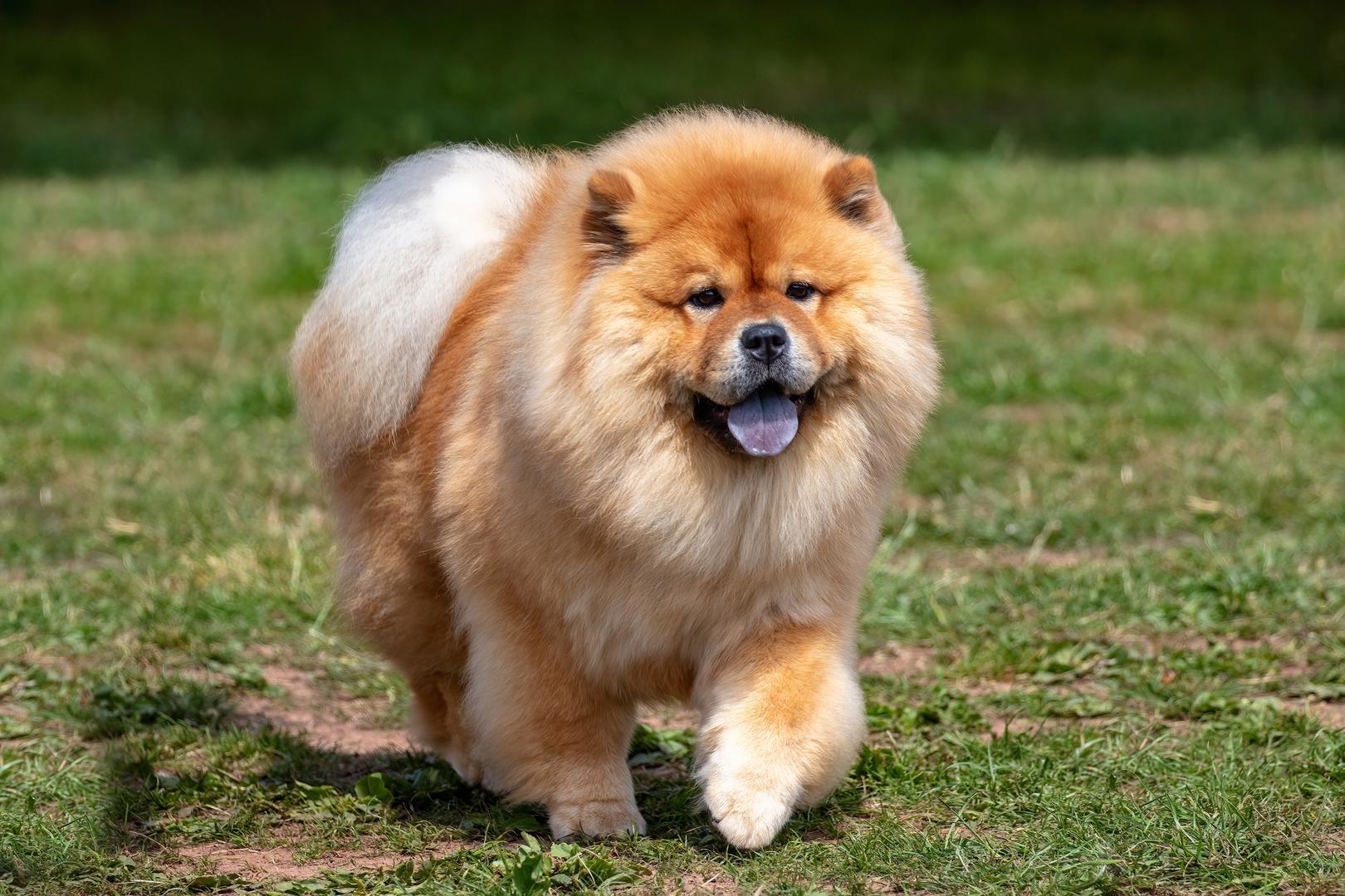 1. Chow Chow: Na prvo mjesto Ray je stavio pse poznate po gustoj, pahuljastoj dlaci, crnim jezicima i rezerviranoj prirodi. Zaštitnički su nastrojeni i prilično neovisni, što ih čini prikladnijima za vlasnike s iskustvom. "Poznajem nekoliko ljudi koje je ova pasmina ugrizla. Dresirao sam ih nekoliko, znam trenere koji imaju problema s ovom pasminom jer je teška za čitanje", zaključio je Ray.