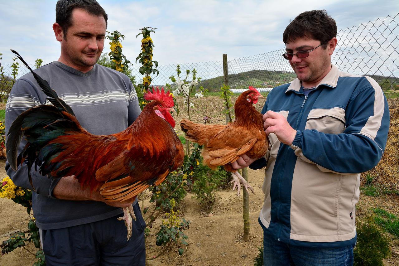 14.04.2015., Slavonski Brod, Podvinje - Braca Josip i Sasa Vrkljan iz Podvinja vec osam godina bave se uzgojem autohtone pasmine kokosi hrvatice.  Photo: Ivica Galovic/PIXSELL