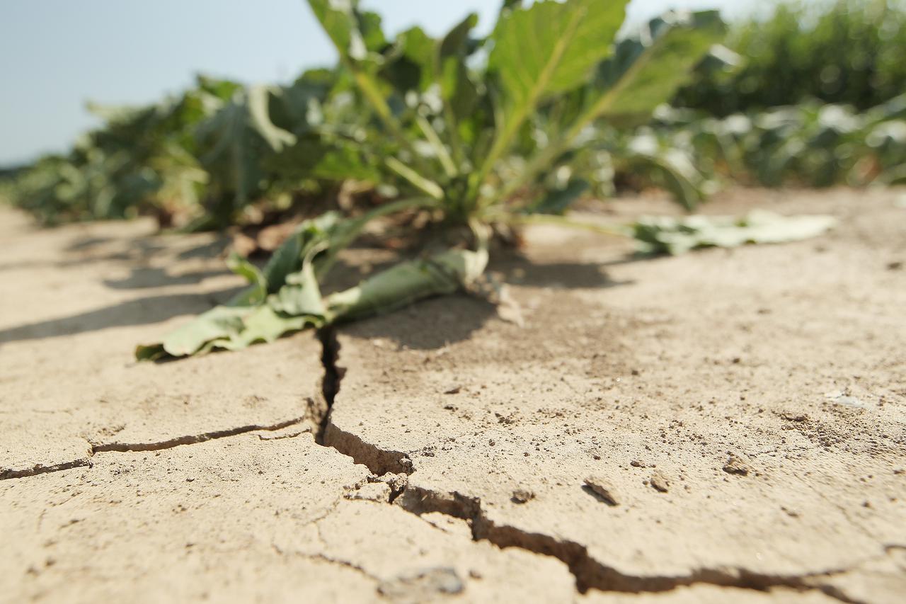 07.08.2013., Koprivnica - Prve negativne posljedice visednevnih visokih temperatura - poljoprivrednici su poceli zbrajati stete koje im je susa nanijela na poljima pod kukuruzom, secernom repom i drugim kulturama u okolici naselja Hlebine i Sigetec.  Phot