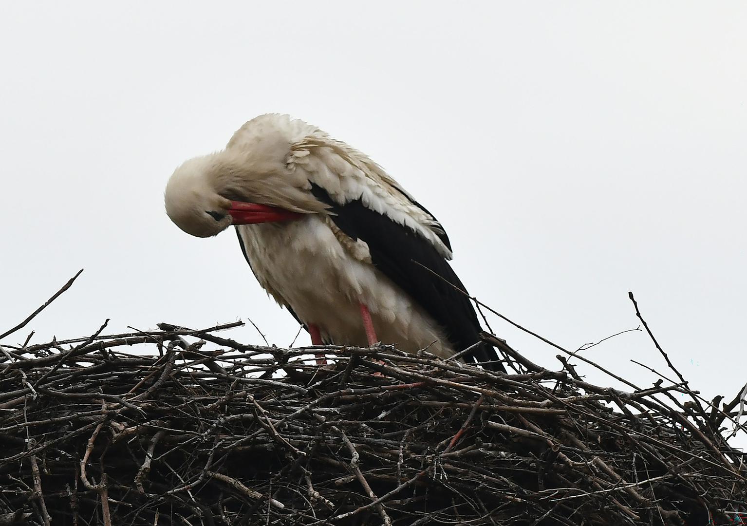 Iznenađenje je bilo potpuno. "Nisu mi htjeli reći što planiraju. Poklonili su nam taj primjerak i sada, eto, to je uspomena na 25 godina od dolaska njegovog", objašnjava Vokić. 