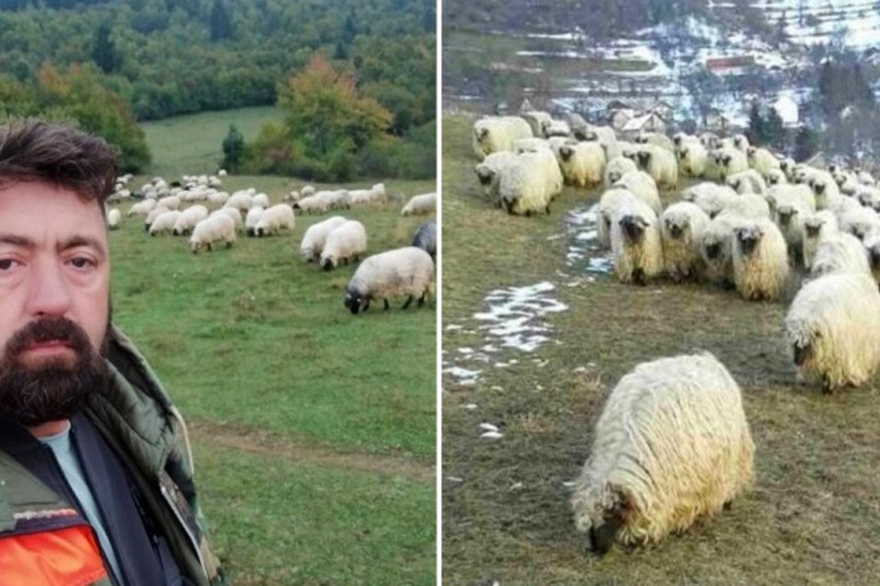 Uzgoj ovaca
