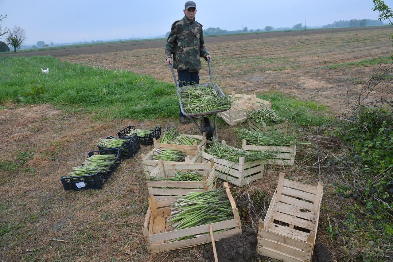 19.04.2016., Bjelovar, Severin - Na imanju Marinka Bartulovica najveceg mladog proizvodjaca na podrucju Bjelovarsko-bilogorske zupanije, u punom je jeku berba sparoga i to na zemljisnoj povrsini od cetiri jutra. Sparoga ili spargla poznata je i pod imenim