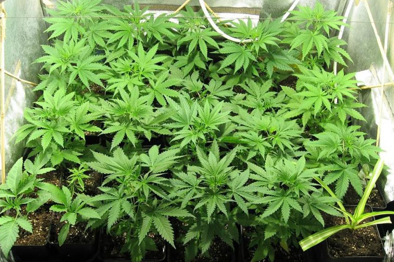 Marihuana