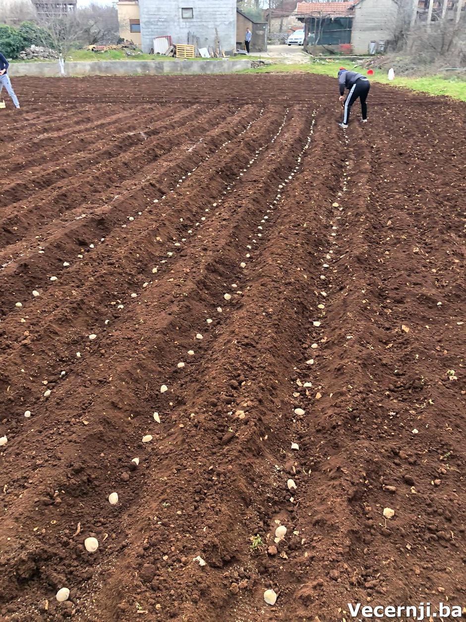 sadnja krumpira dompes