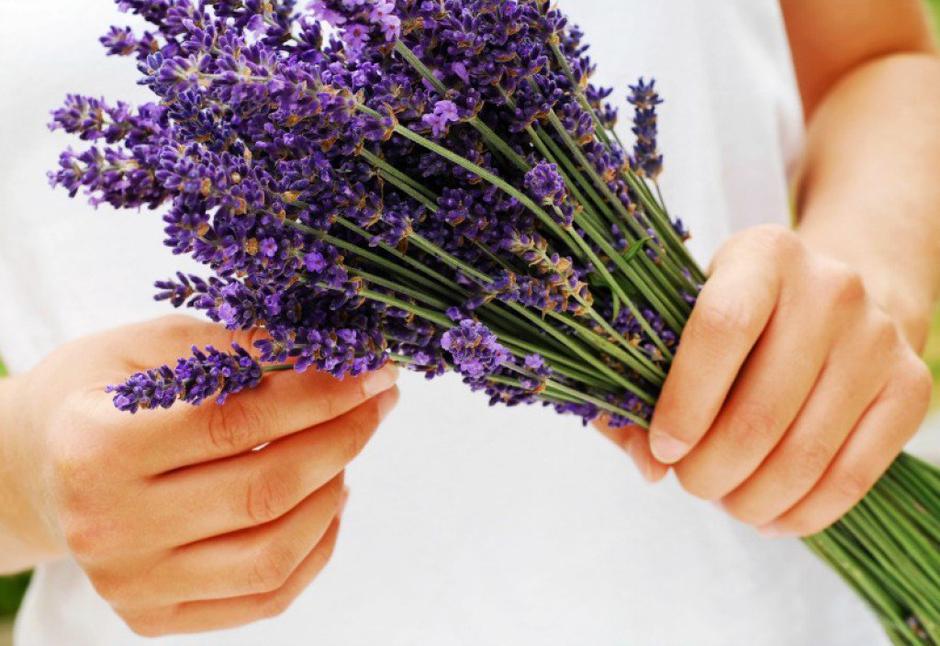 lavanda
