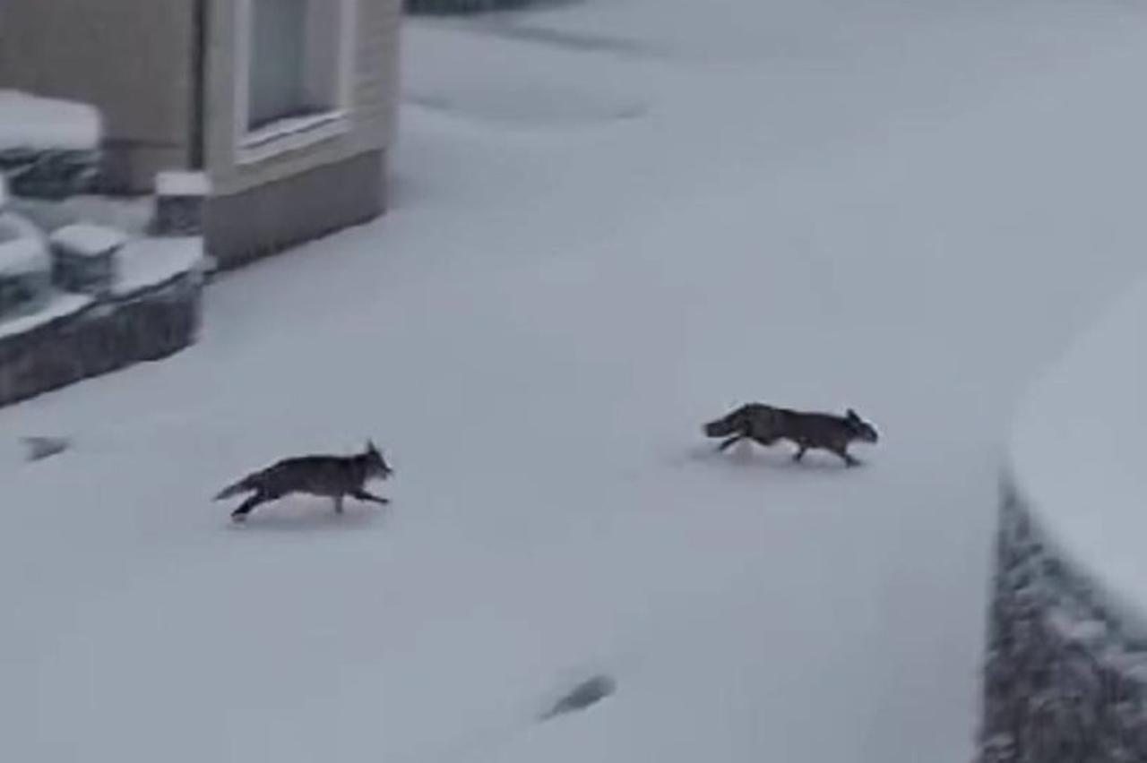 lisice u snijegu