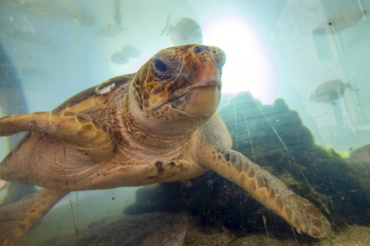 Kornjača i dalje na Čiovu, mještani tvrde: 'Ugrizla je četiri kupača ...