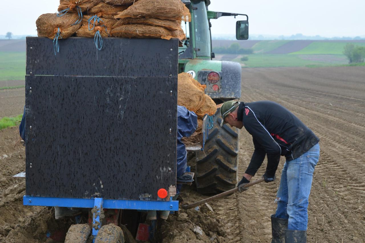 19.04.2016., Bjelovar, Orovac - Na imanju Marinka Bartulovica najveceg mladog proizvodjaca na podrucju Bjelovarsko-bilogorske zupanije, pocela je sadnja sparoga na povrsini od sedam jutara, a koje ce biti brane sljedece sezone.  Photo: Damir Spehar/PIXSEL