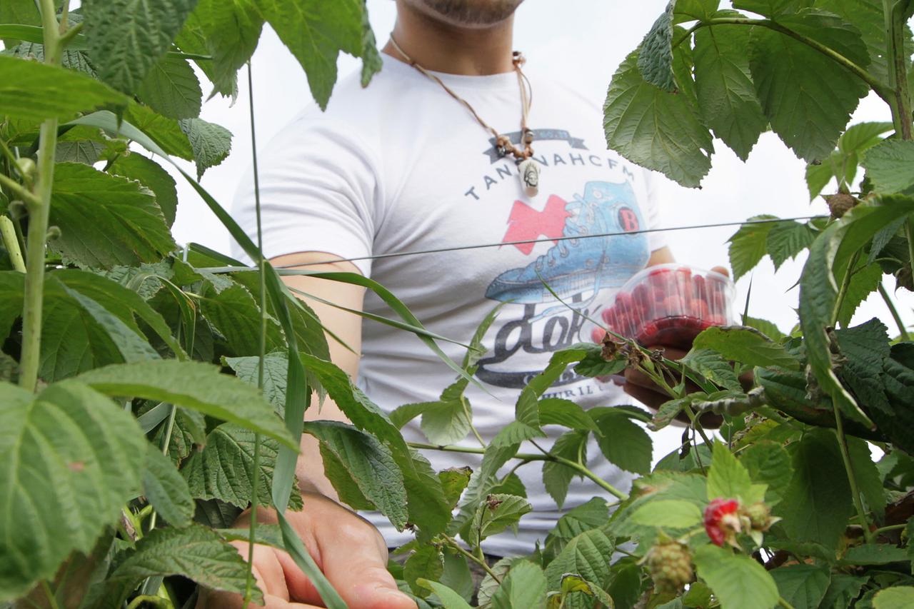 25.06.2012., Koprivnica - Berba malina, ilustracije.  Photo: Marijan Susenj/PIXSELL