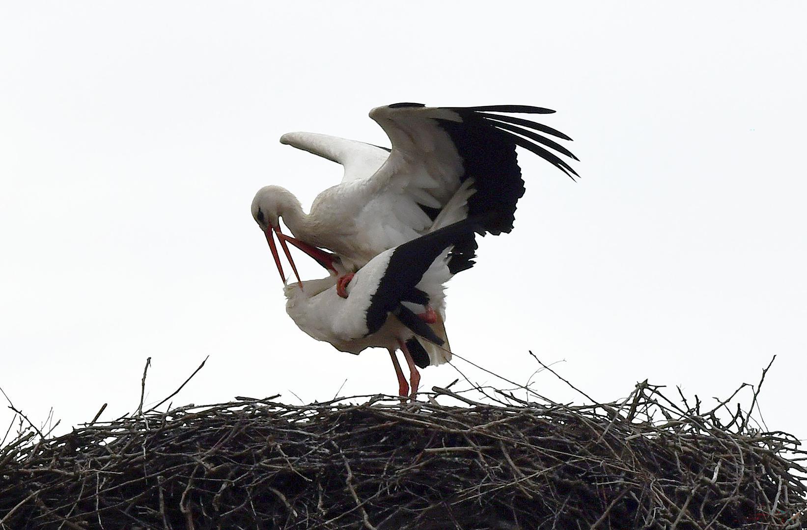 Legendarni rodan Klepetan ponovno je doletio u Brodski Varoš. Njegov dolazak nije prošao nezapaženo, a umirovljeni domar Stjepan Vokić, koji o njemu brine, otkrio nam je kako je ovo jubilarna godina jer se Klepetan vratio u Brodsku Varoš po 25. put. 