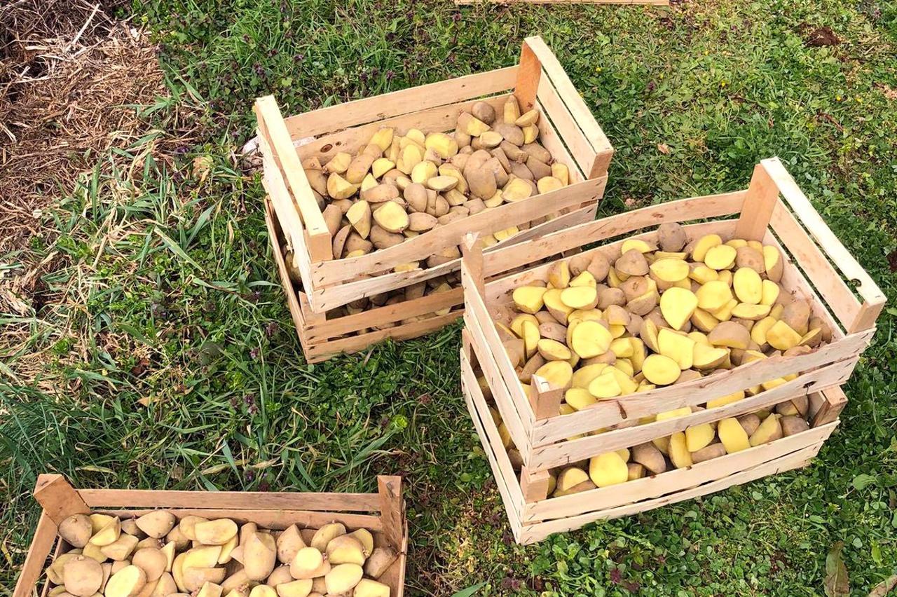 sadnja krumpira dompes