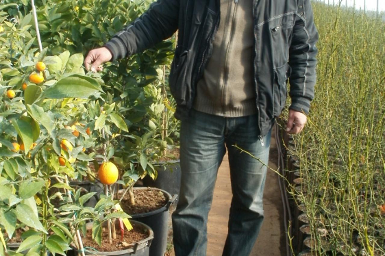 citrusi