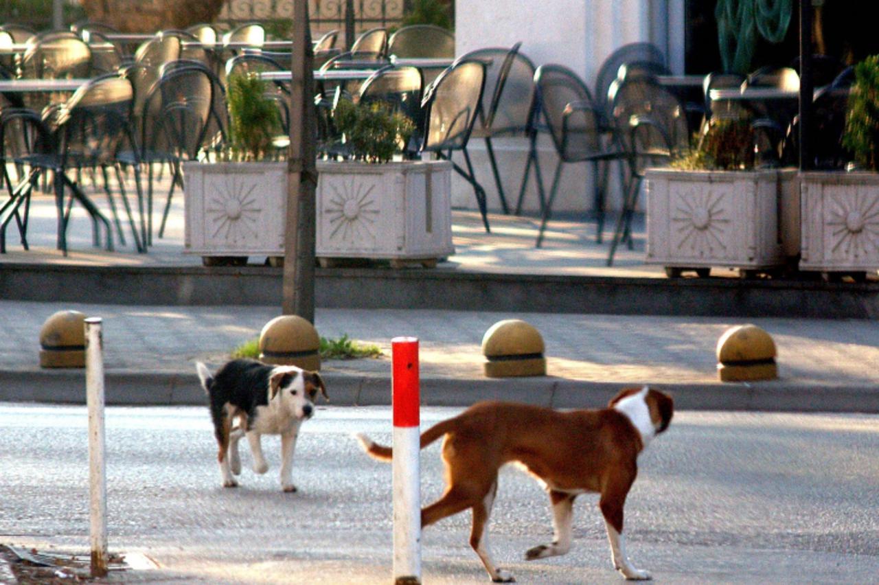 'za pokbih.....mostar....psi lutalice predstavljaju veliku opasnost......04032008.    snimio:zoran cubela'