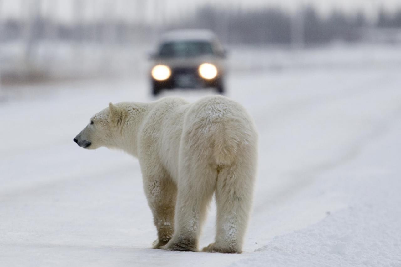 sjeverni pol, kanada, polarni medvjed, arktik (1)