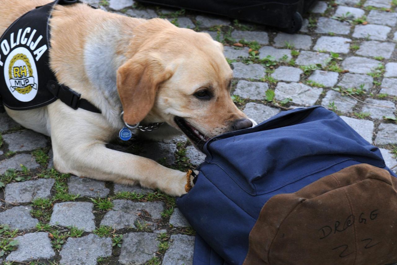 zen, policijski pas (1)