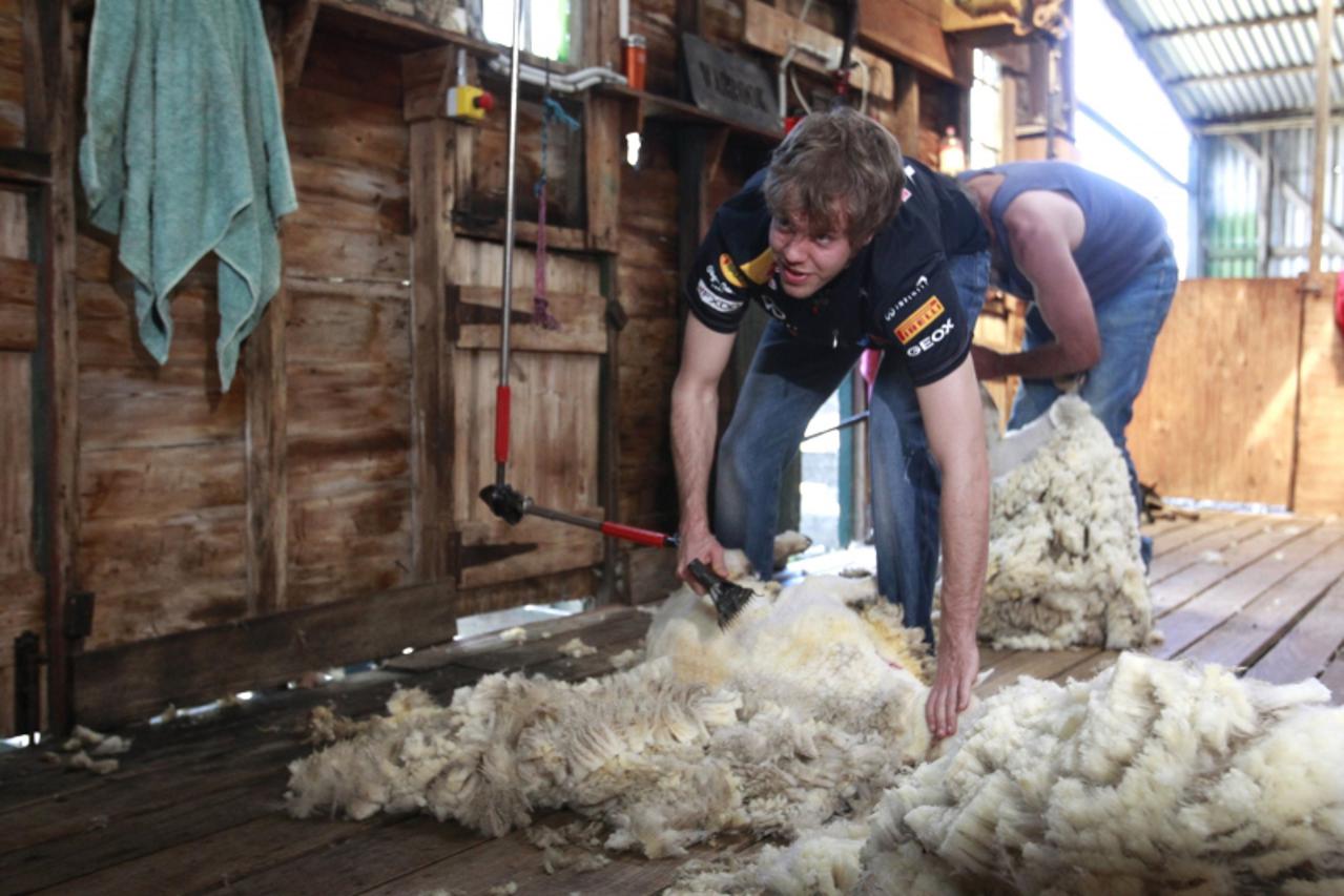 'Red Bull Formula One driver Sebastian Vettel of Germany shears a sheep during a media opportunity at a farm near Melbourne March 23, 2011. The Australian F1 race, to be held on March 27, is the first