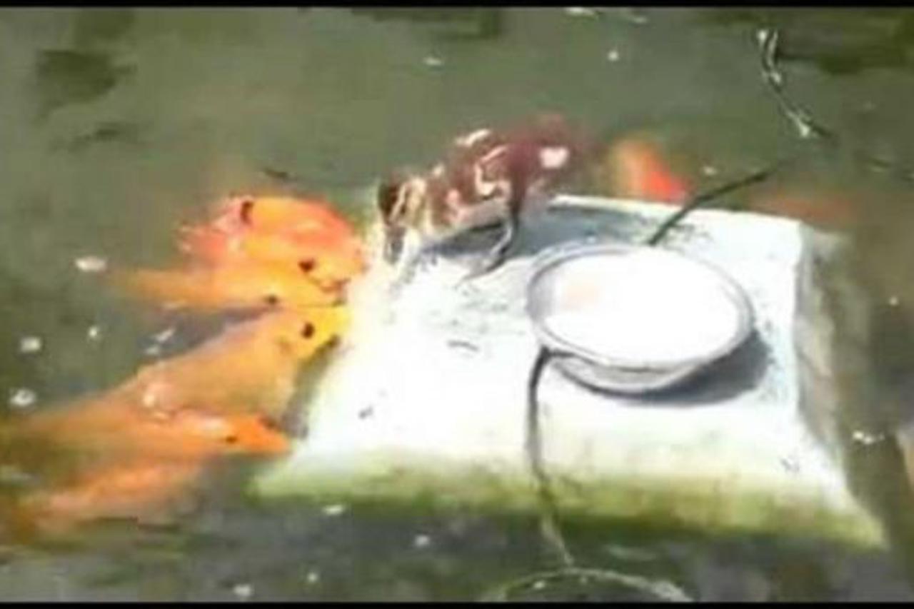 ŽIVOTINJSKA PRIJATELJSTVA: 