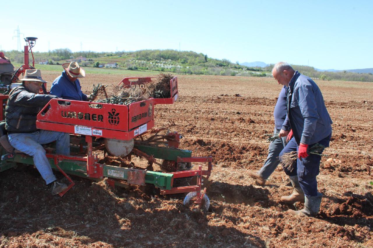 Vinarija Domanica novi vinogradi