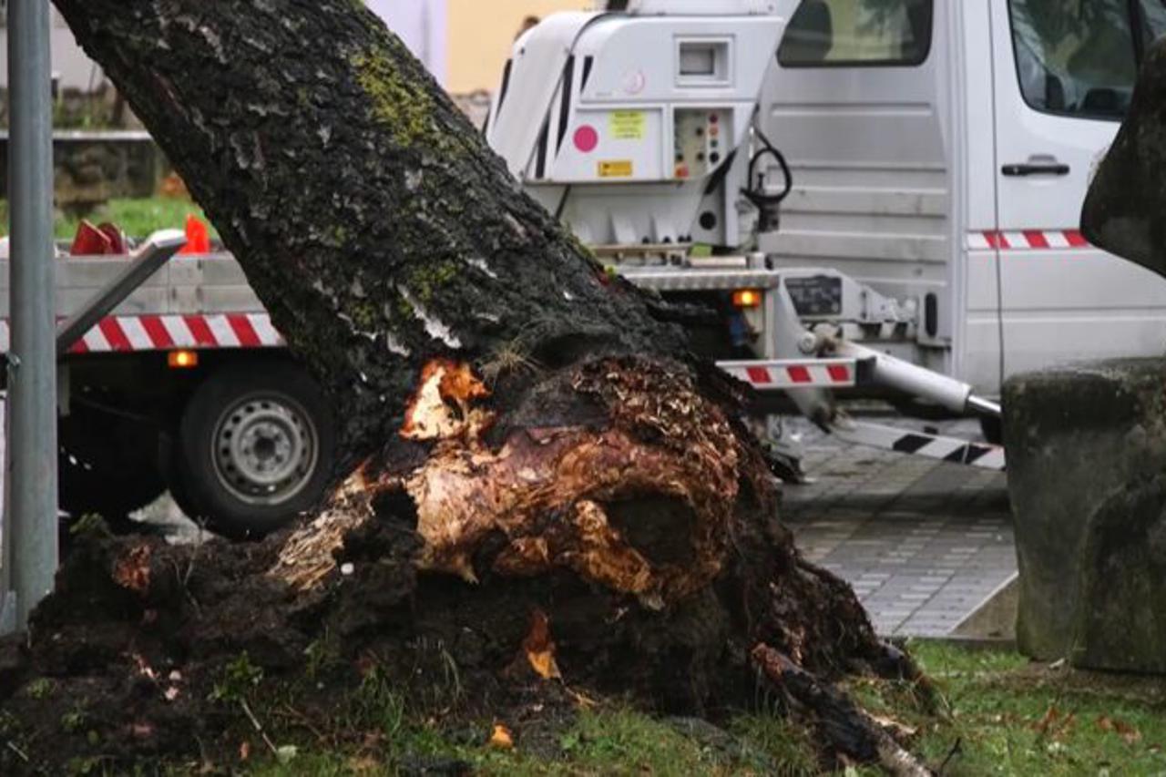 srušeno drvo