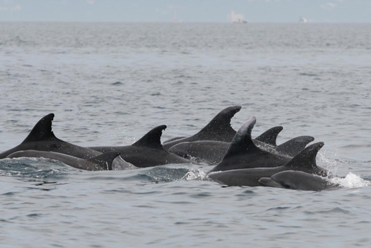delfin