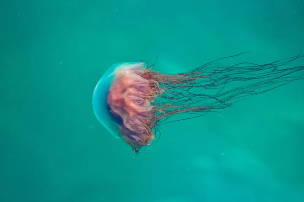 meduza Morska osa