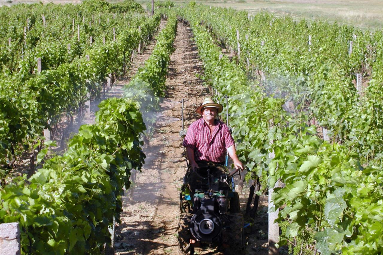 'bih - 09. 06. 2010. - Citluk, Bosna i Hercegovina   Prskanje Vinograda u Cuitluckom polju  (87-godisnji Citlucanin Jurce Marincic)  Photo: Mile Pavlovic/Vecernji list'