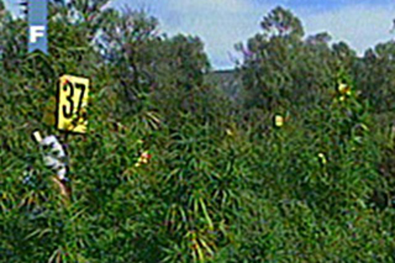 Marihuana
