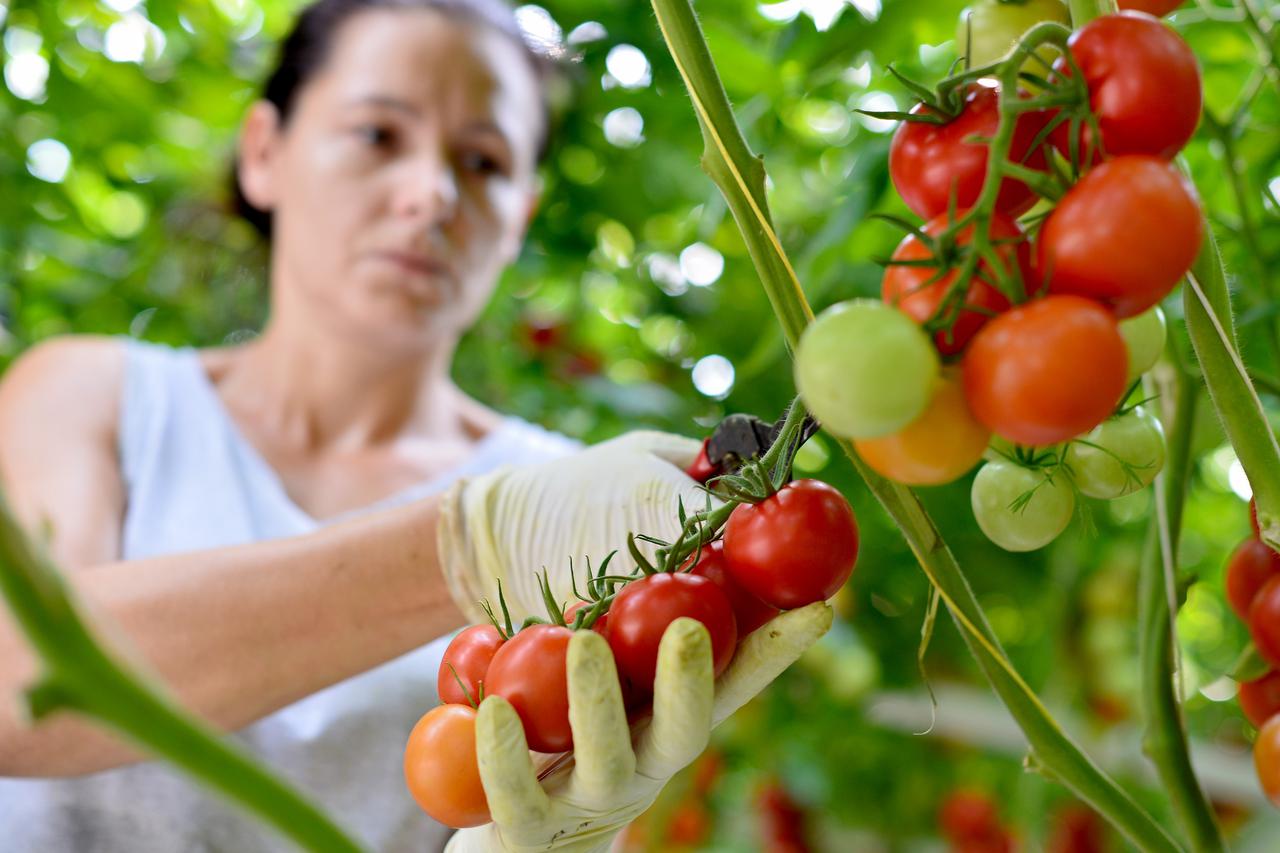07.08.2015., Sveta Nedelja - Plantaza rajcica Zarja grupe.   Photo: Marko Prpic/PIXSELL